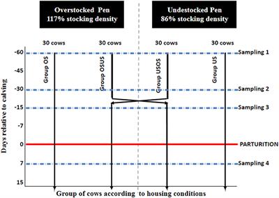 The Impact of Overstocking and Negative Energy Balance on Quantitative Measurement of Non-typhoidal Salmonella in Periparturient Dairy Cattle